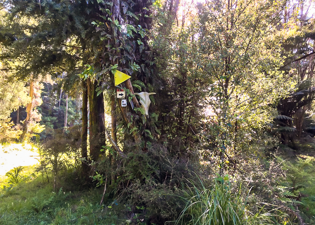 Russell Forest 4WD Track - Te Araroa