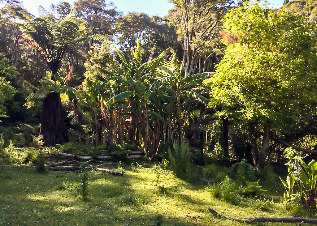 Russell Forest Bush - Te Araroa