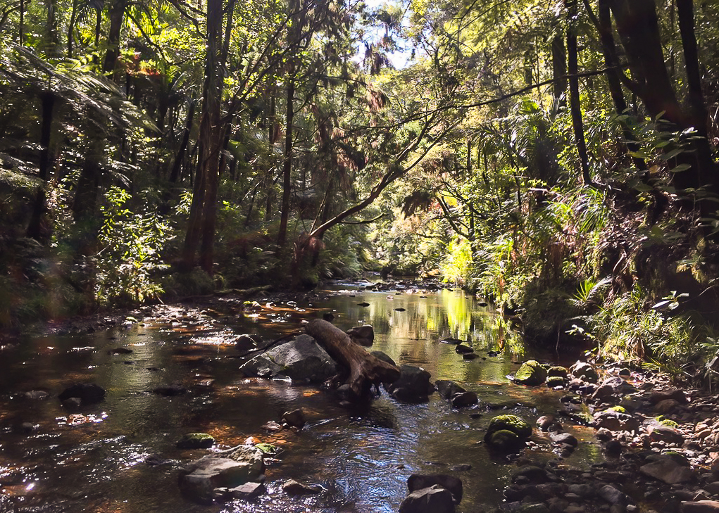 Russell Forest Hiking the Papakauri Stream Walk - Te Araroa