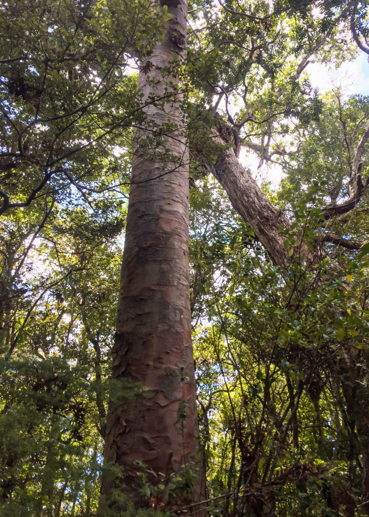 Russell Forest Kauri Tree - Te Araroa