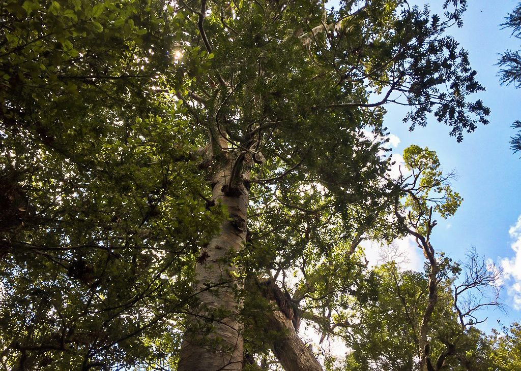 Russell Forest Kauri Tree Tops - Te Araroa