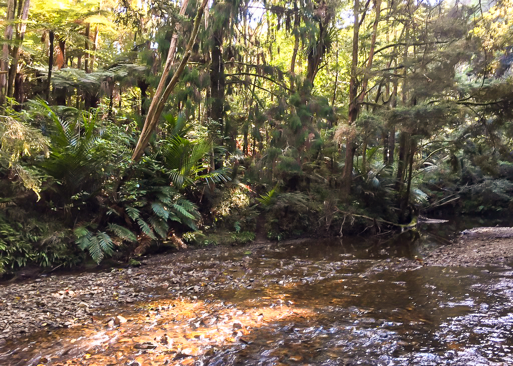 Russell Forest Papakauri Stream Walk Start - Te Araroa