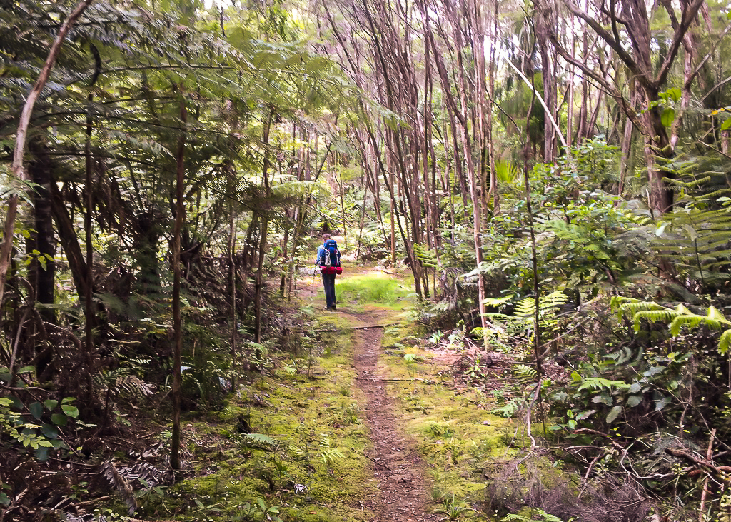 Russell Forest Track - Te Araroa