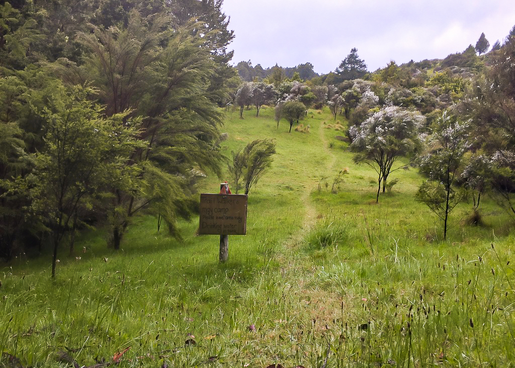 Helena Bay Ridge Track Campsite Clearing - Te Araroa