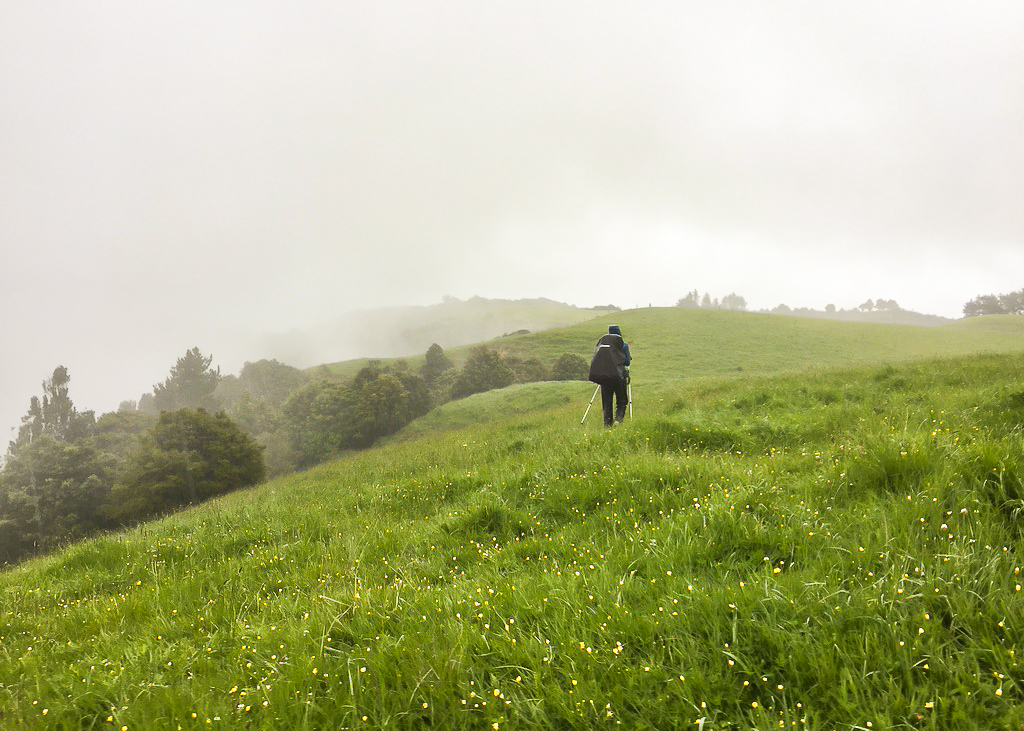 Helena Bay Ridge Track - Te Araroa