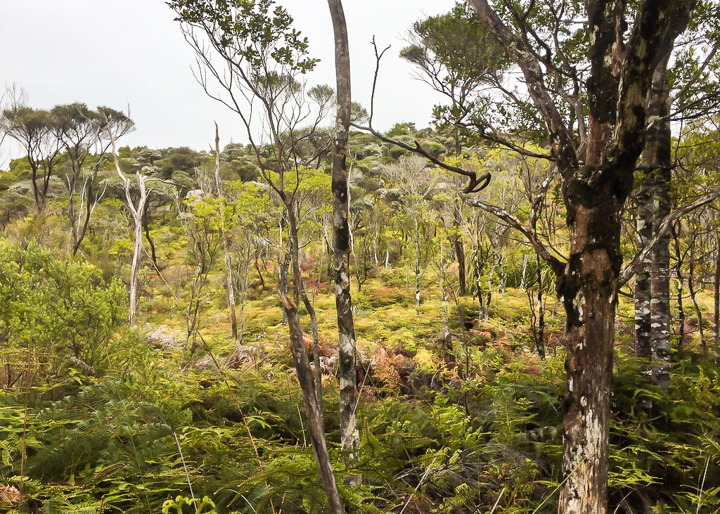 Morepork Track Bush - Te Araroa