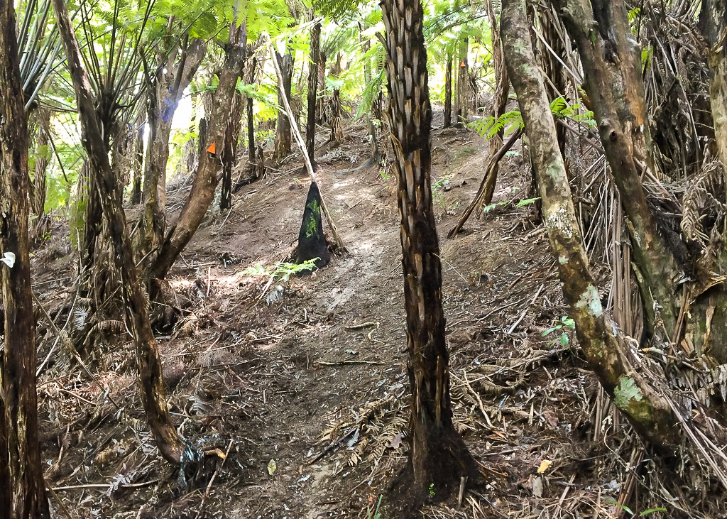 Morepork Track Hill Descent- Te Araroa