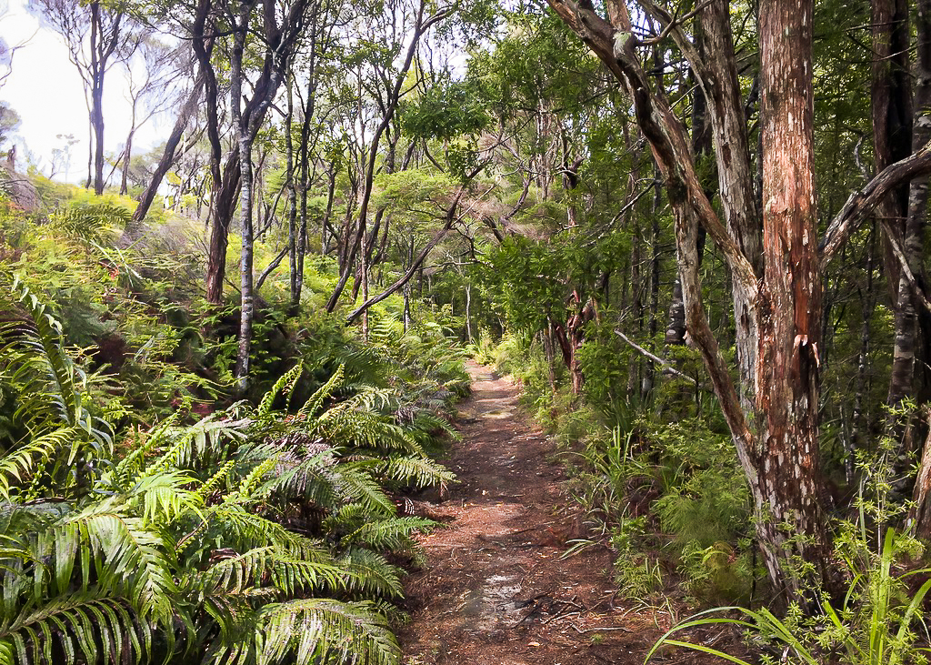 Morepork Track - Te Araroa