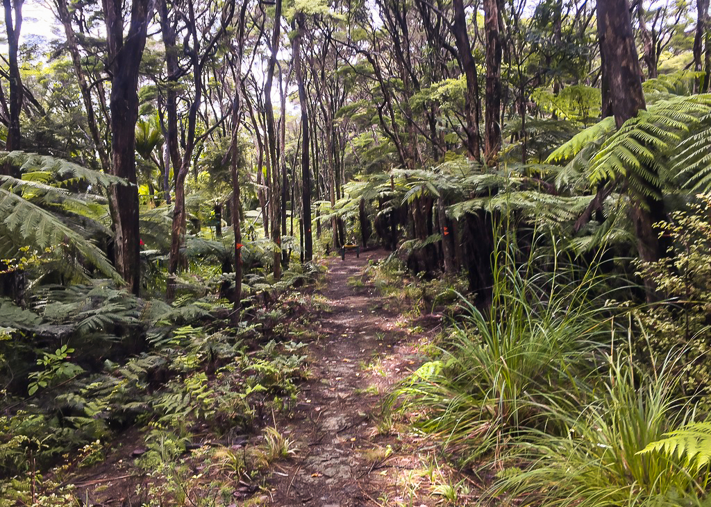 Morepork Track Trail Markers - Te Araroa