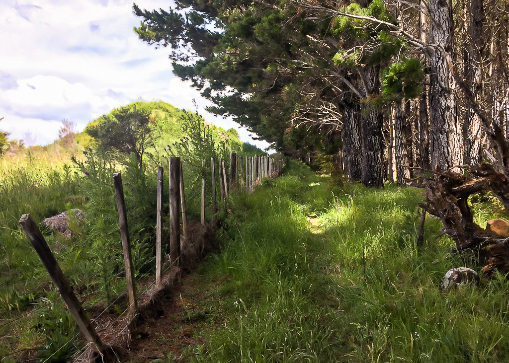 Onekainga Track Pine Trees - Te Araroa