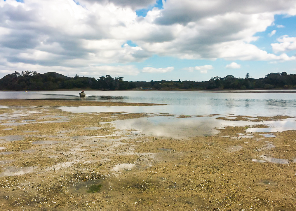 James Collects Us for the Ngunguru Estuary Crossing - Te Araroa