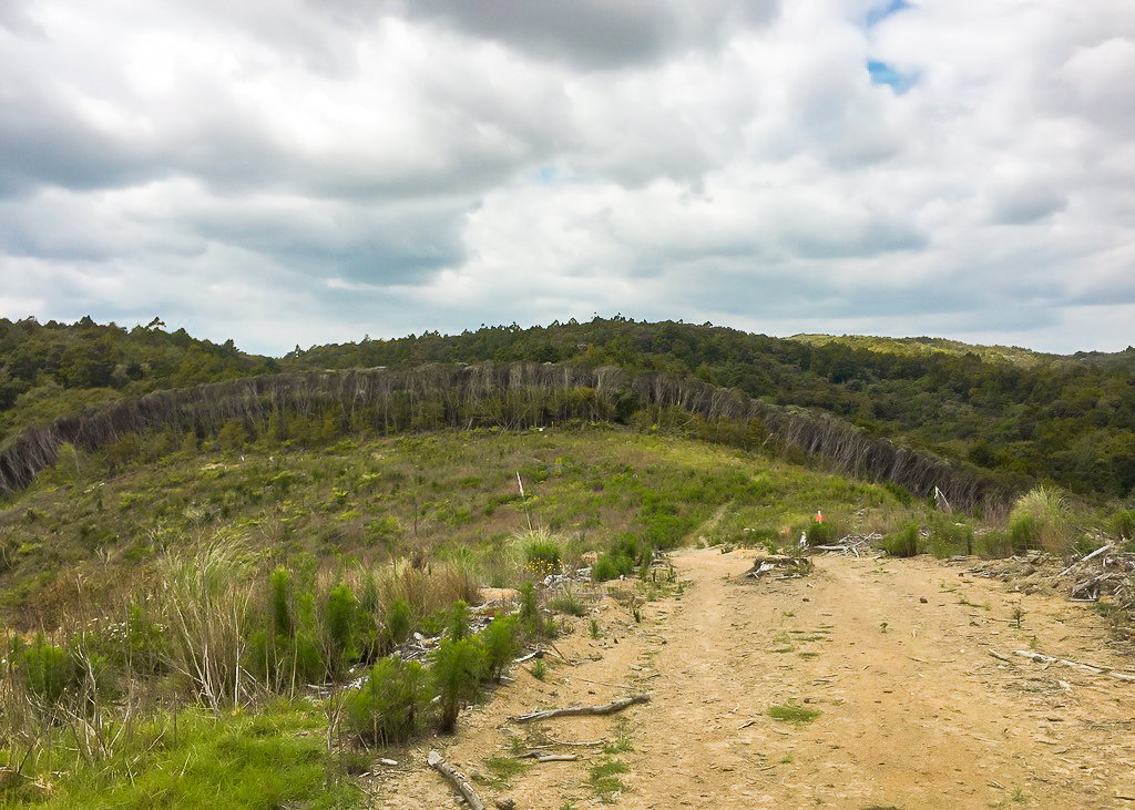 Matapouri Bush Track Treeline - Te Araroa