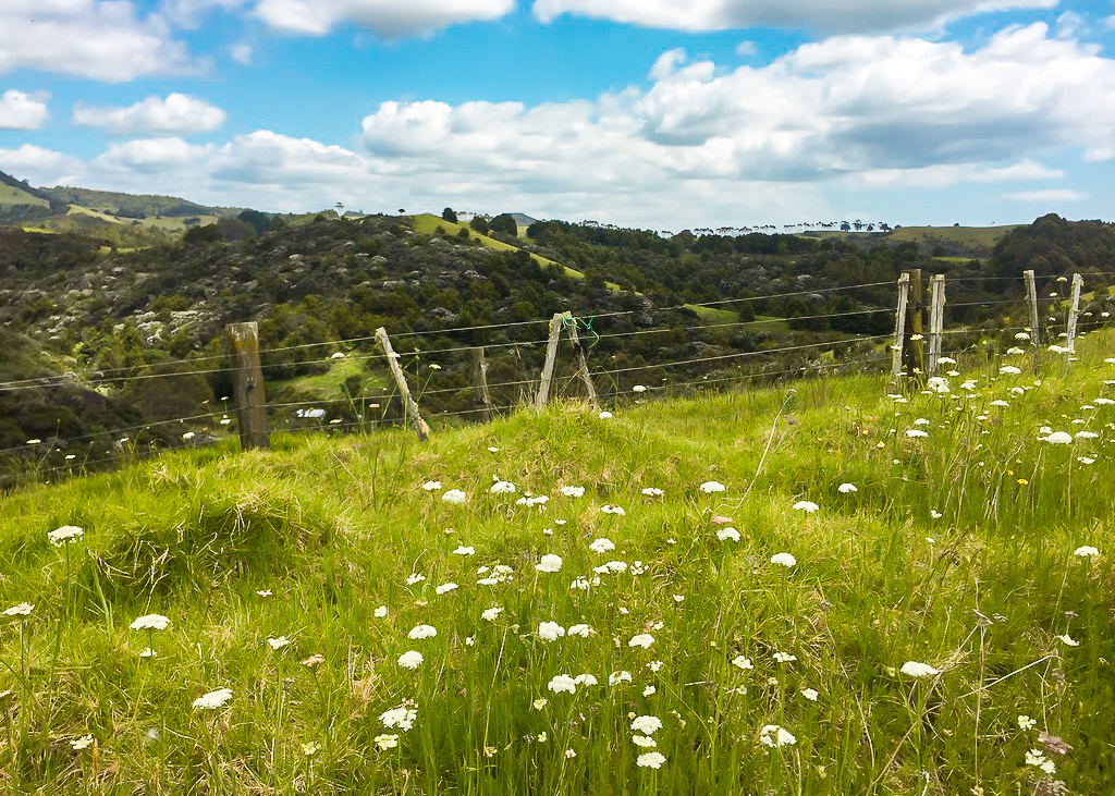 Matapouri Bush Track Viewpoint - Te Araroa