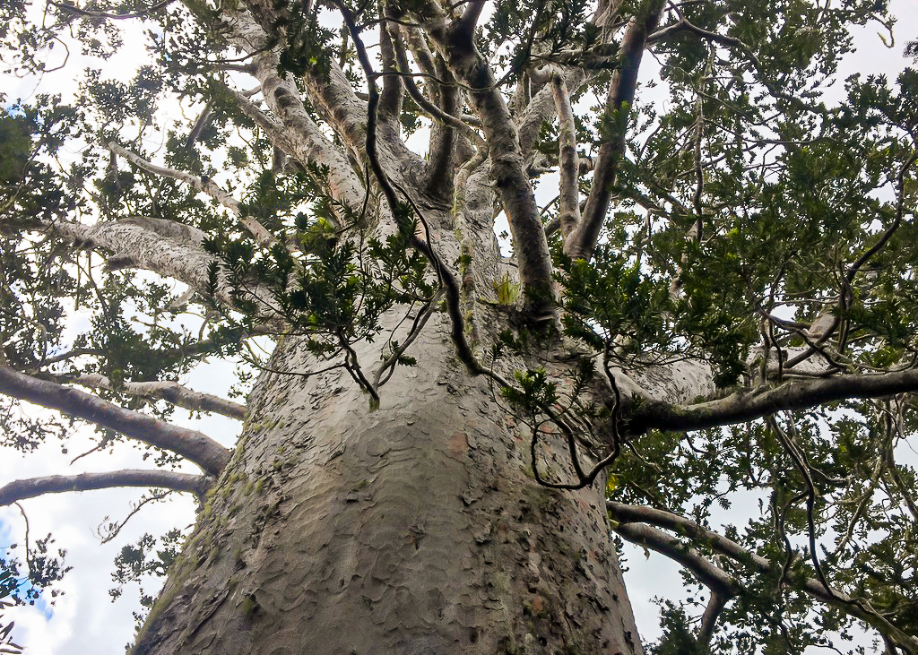 Tane Moana Kauri Tree - Te Araroa