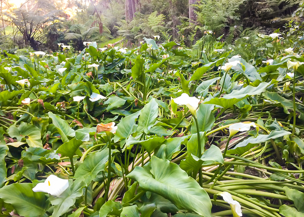 Whananaki Coastal Footpath Arum Lily - Te Araroa