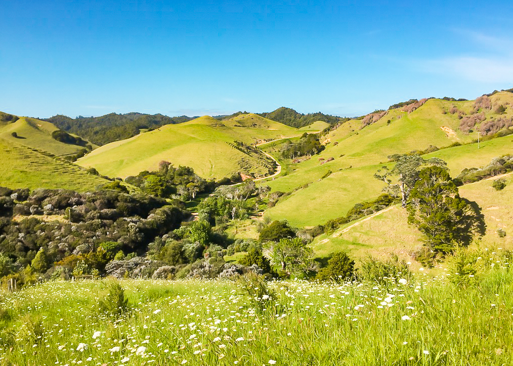 Whananaki Coastal Footpath Rolling Hills - Te Araroa