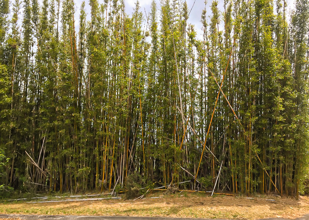 Bamboo Stand Kerikeri - Te Araroa