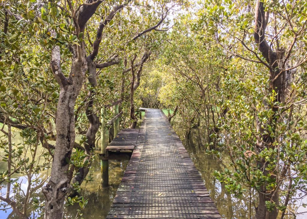 Paihia to Opua Walkway Boardwalk - Te Araroa