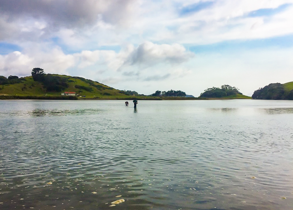 Hikers Crossing the Horahora Estuary - Te Araroa