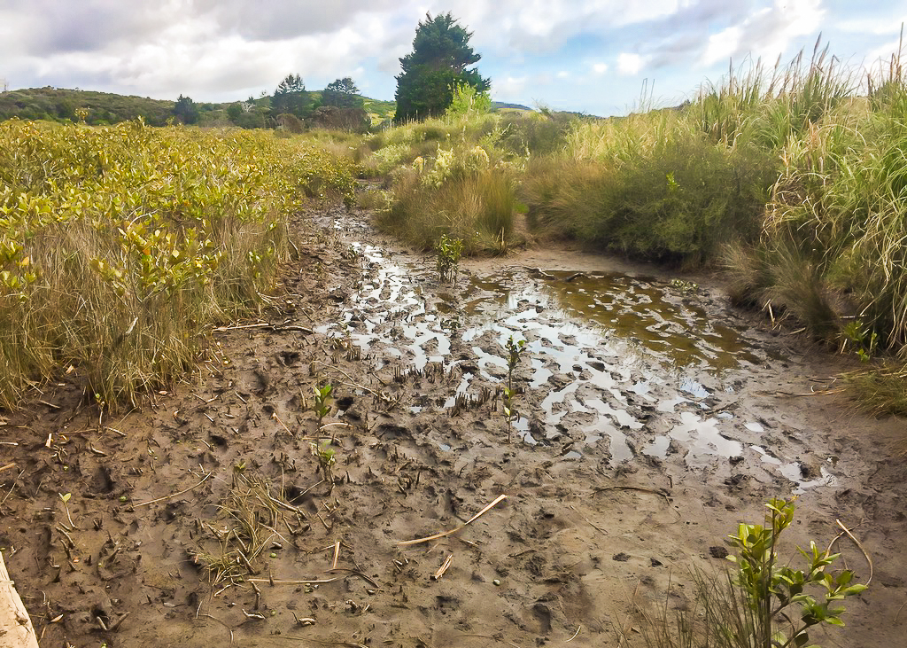 Horahora Estuary Marsh - Te Araroa