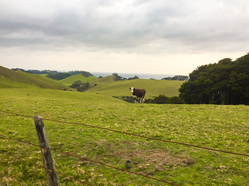 Kauri Mountain Cow - Te Araroa