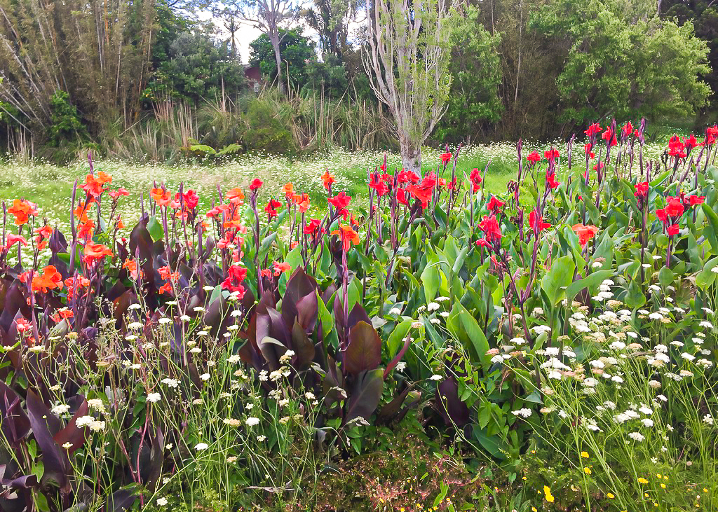 Wildflowers on Roadside - Te Araroa