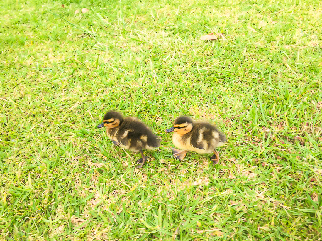 A Pair of Mangawhai Ducklings - Te Araroa