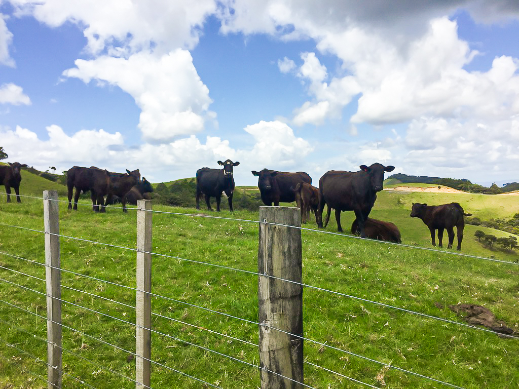 Cows on Bream Tail Road Walk - Te Araroa