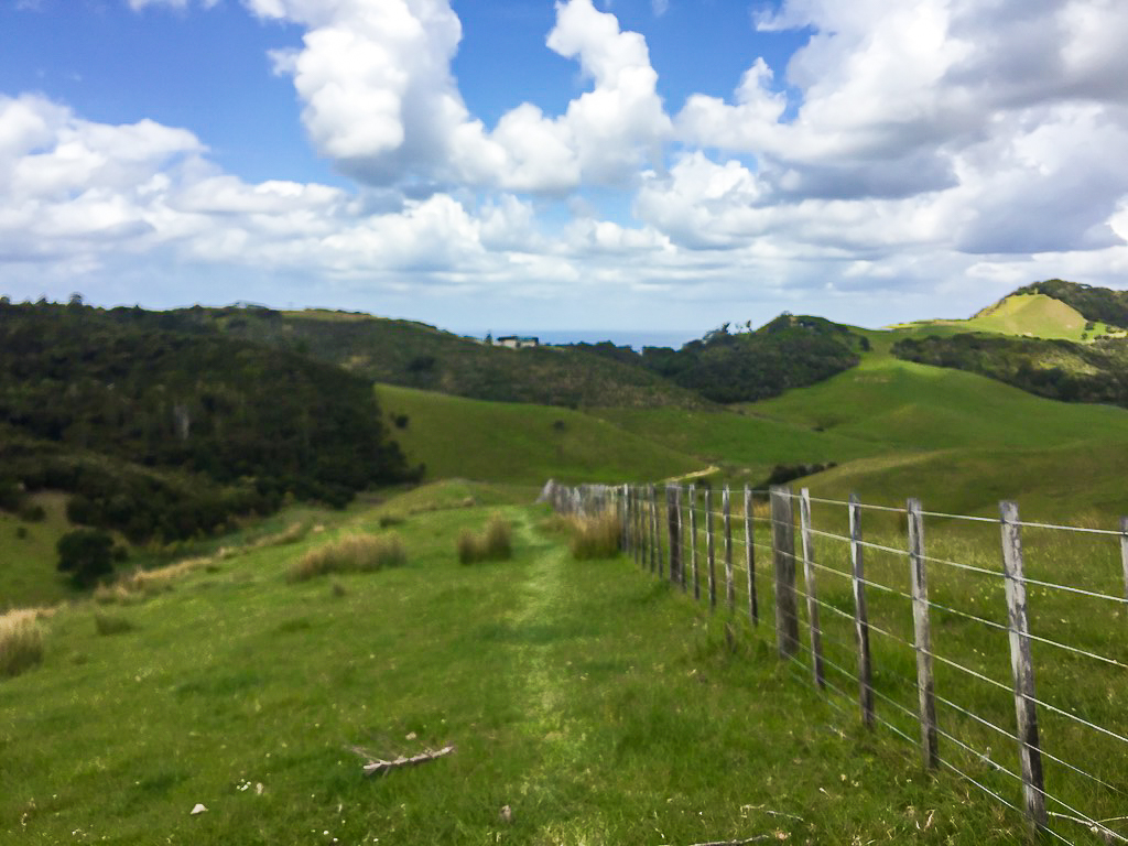 Hiking Through Paddocks towards Mangawhai - Te Araroa