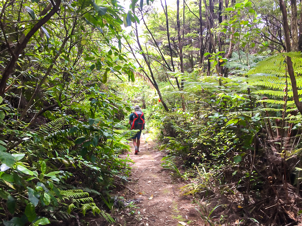 Langsview Track Bush - Te Araroa