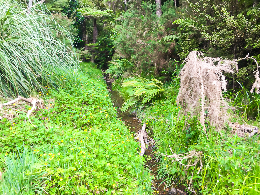 Lunchtime Stream - Te Araroa