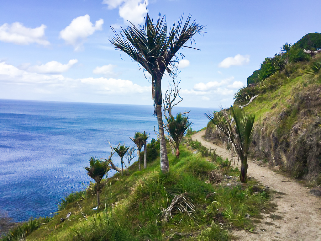 Mangawhai Cliffs Walkway Nīkau Palm - Te Araroa