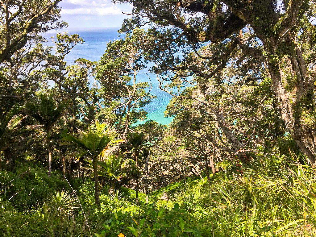 Mangawhai Cliffs Walkway Scenic - Te Araroa