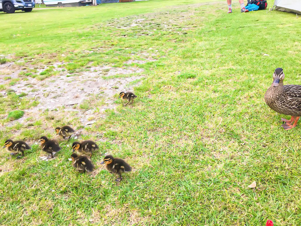 Mangawhai Ducklings - Te Araroa