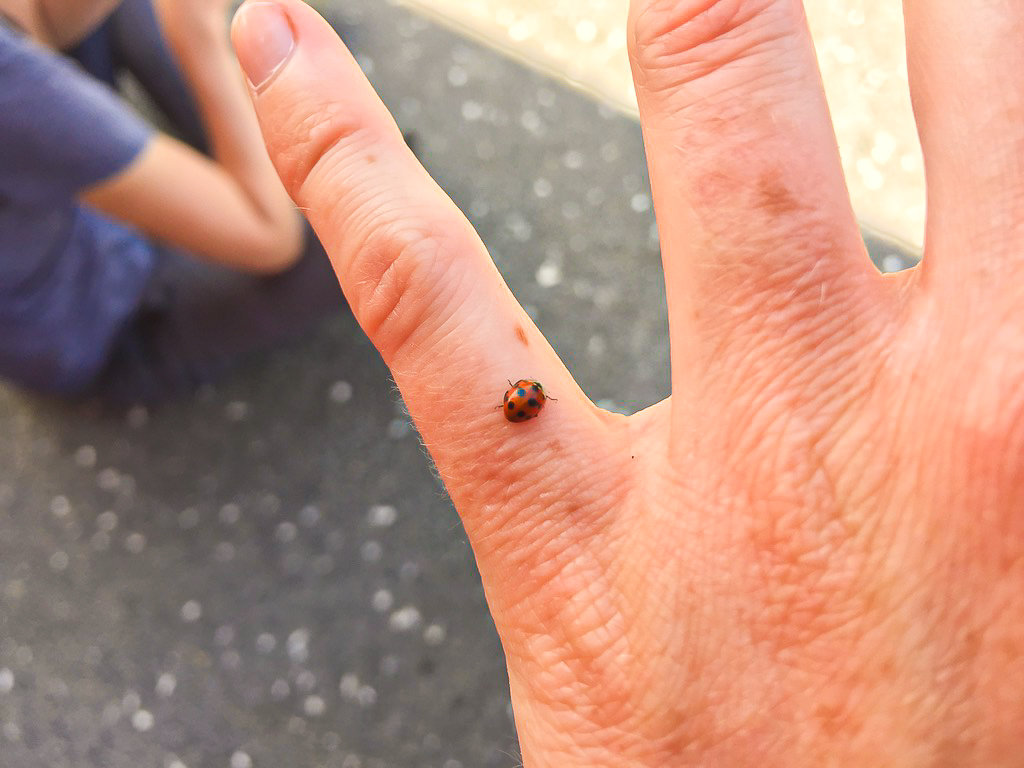 Mangawhai Ladybird - Te Araroa