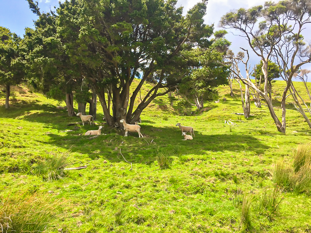 Sheep on Bream Tail Road - Te Araroa