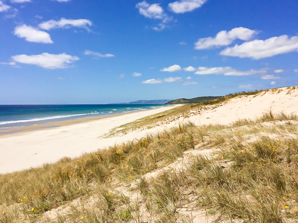 Pakiri Beach Walk Dunes - Te Araroa