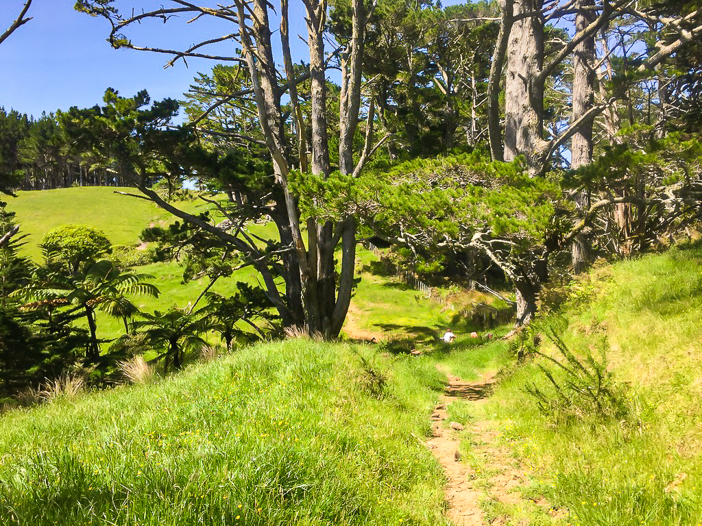 Mt Tamahunga Track - Te Araroa