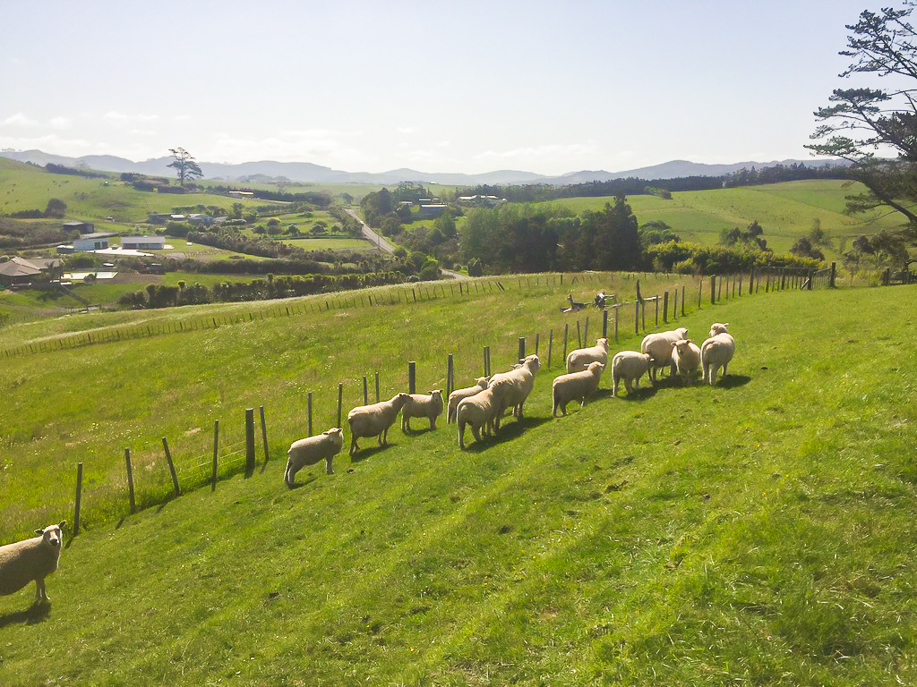 A Paddock of Sheep on the Nanekoti Farmstay Section - Te Araroa