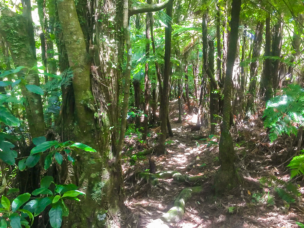 Dome Forest Track Bush Trail - Te Araroa