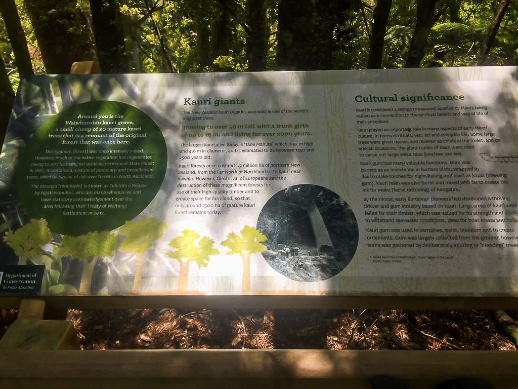 Dome Forest Track Kauri Grove - Te Araroa