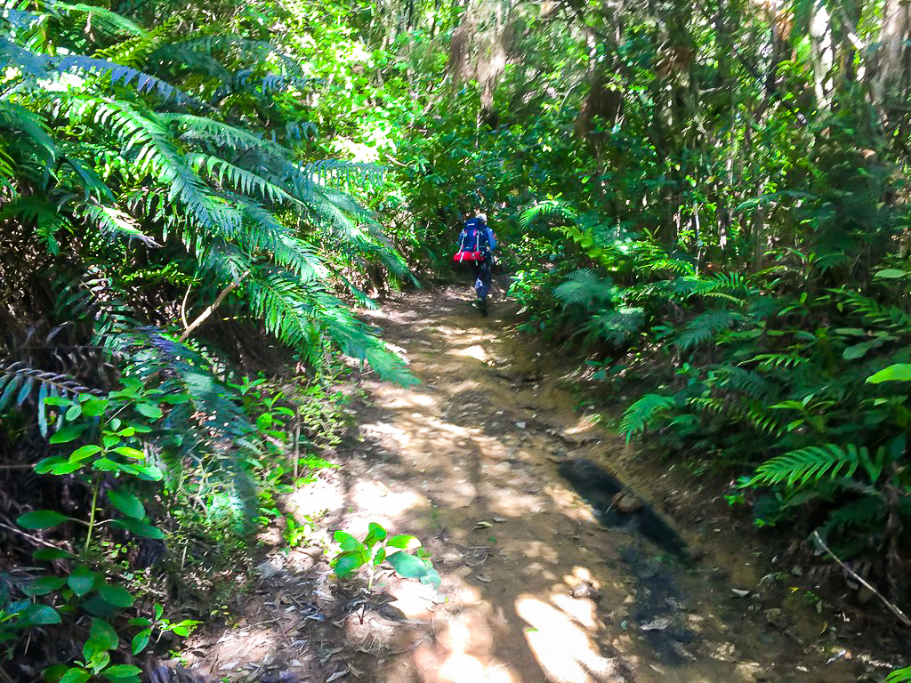 Dome Forest Track Start - Te Araroa