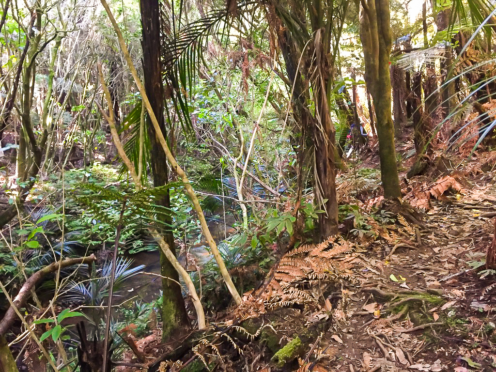 Dome Forest Track Stream - Te Araroa