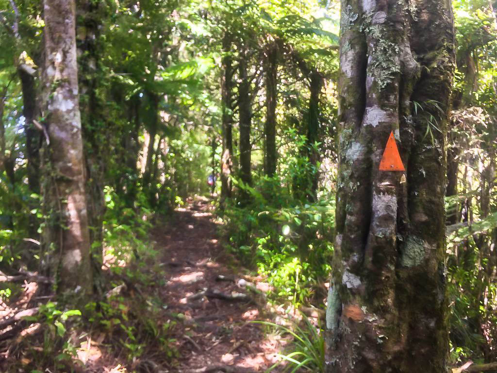 Dome Forest Track Trail Marker - Te Araroa