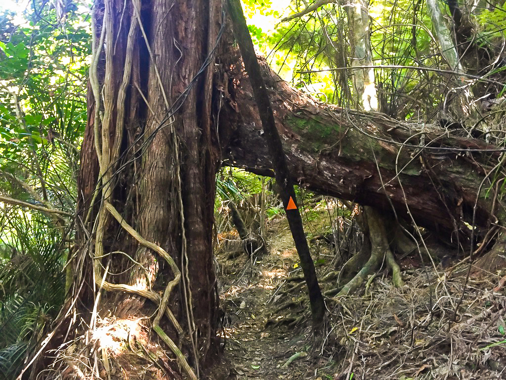 Dome Forest Track Tree Underpass - Te Araroa