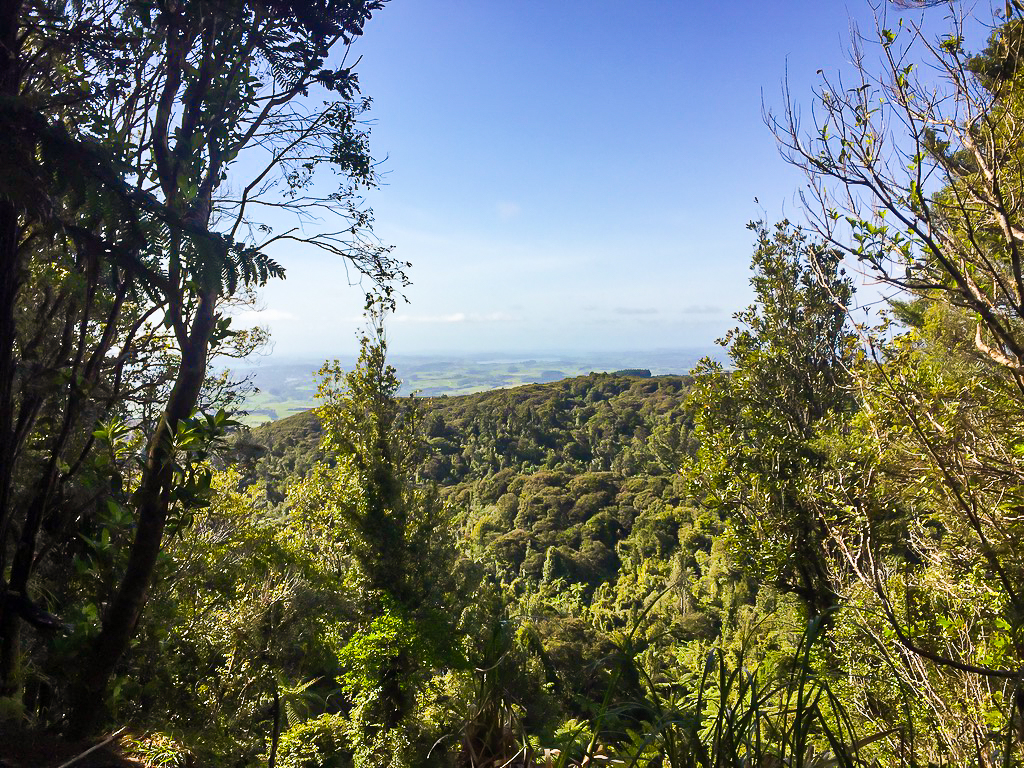 Dome Forest Track Viewpoint - Te Araroa