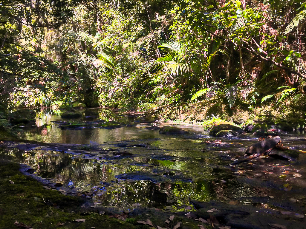 Dome Forest Track Waiwhiu Stream Crossing - Te Araroa