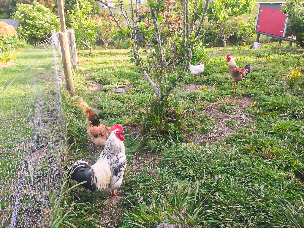 Hens at Nanekoti Farmstay - Te Araroa