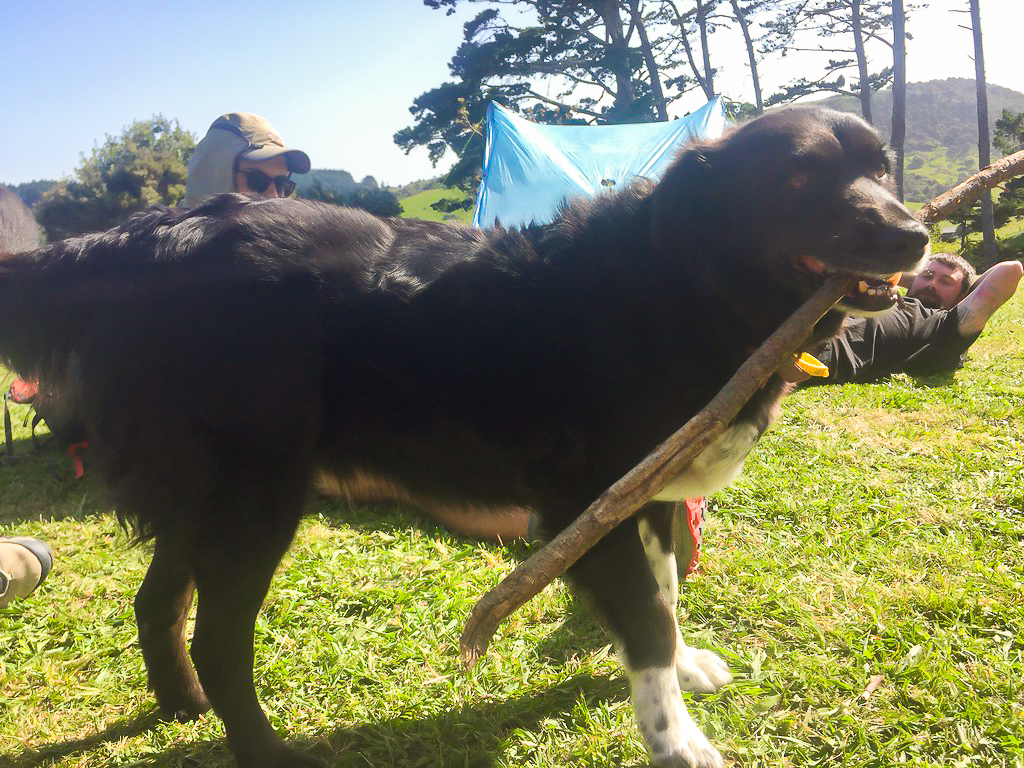 Luna the Dog at Nanekoti Farmstay - Te Araroa