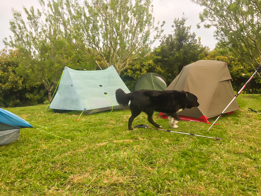 Tents and Luna at Nanekoti Farmstay - Te Araroa